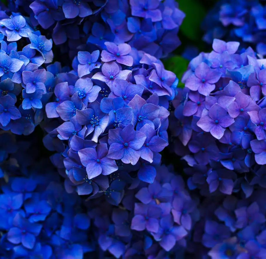 Hydrangea flowers