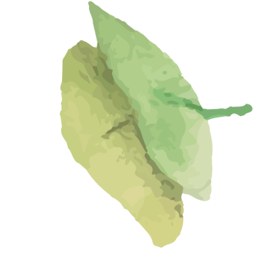 leaf