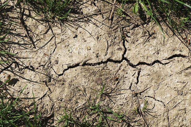 drought dry plants survive