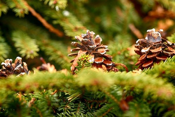 pinecone tree identification pine