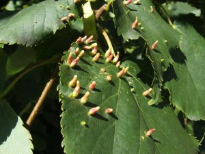 gall mites garden pests