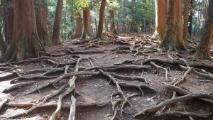 plant root tree nutrients