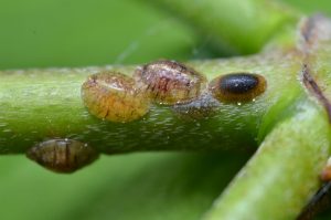 Scale insects on the stem of Cornus sanguinea