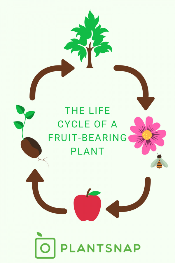 life cycle of a plant