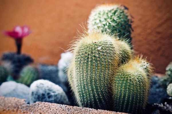 cactus flower plant identification