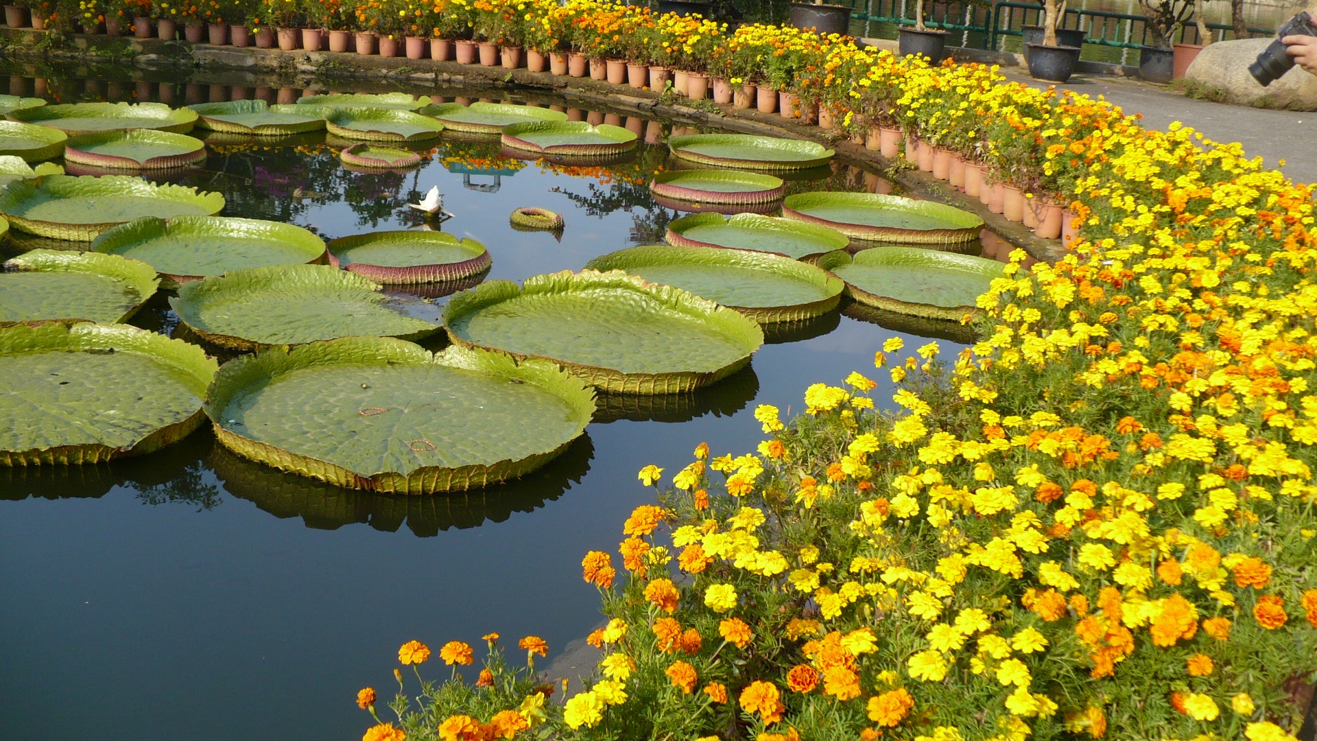 The Best Botanical Gardens in Asia and Oceania