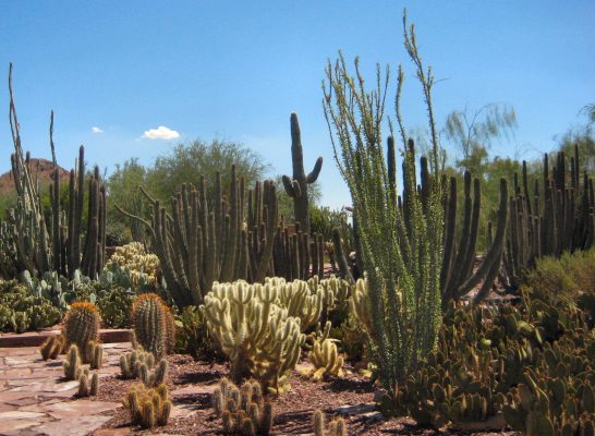 desert botanical gardens