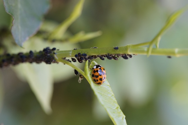 ladybug an aphids on plants