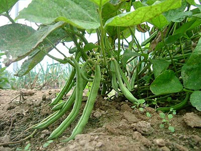 green bean vegetable plant