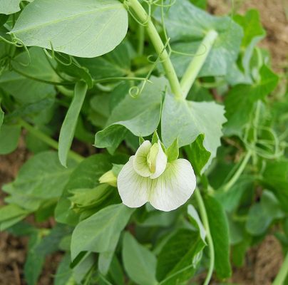 How To Identify The 27 Most Common Vegetable Plants