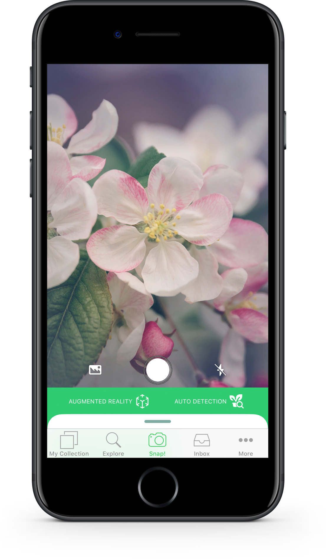 Flower Recognition App Ipad Best Flower Site