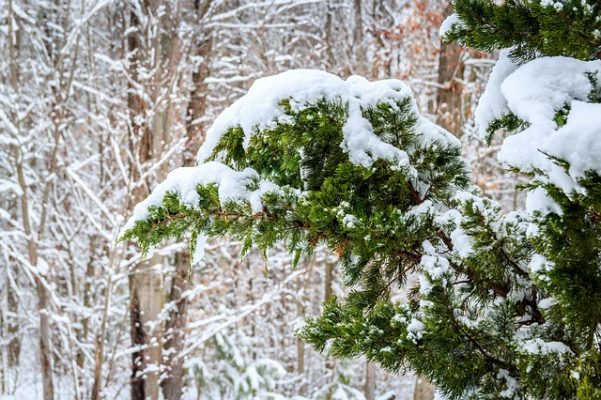 cedar tree winter christmas holidays