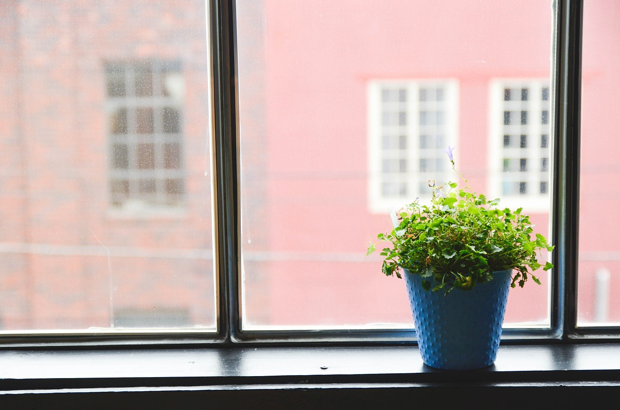 houseplant vacation green