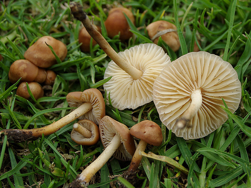 Mushroom identification guide northeast