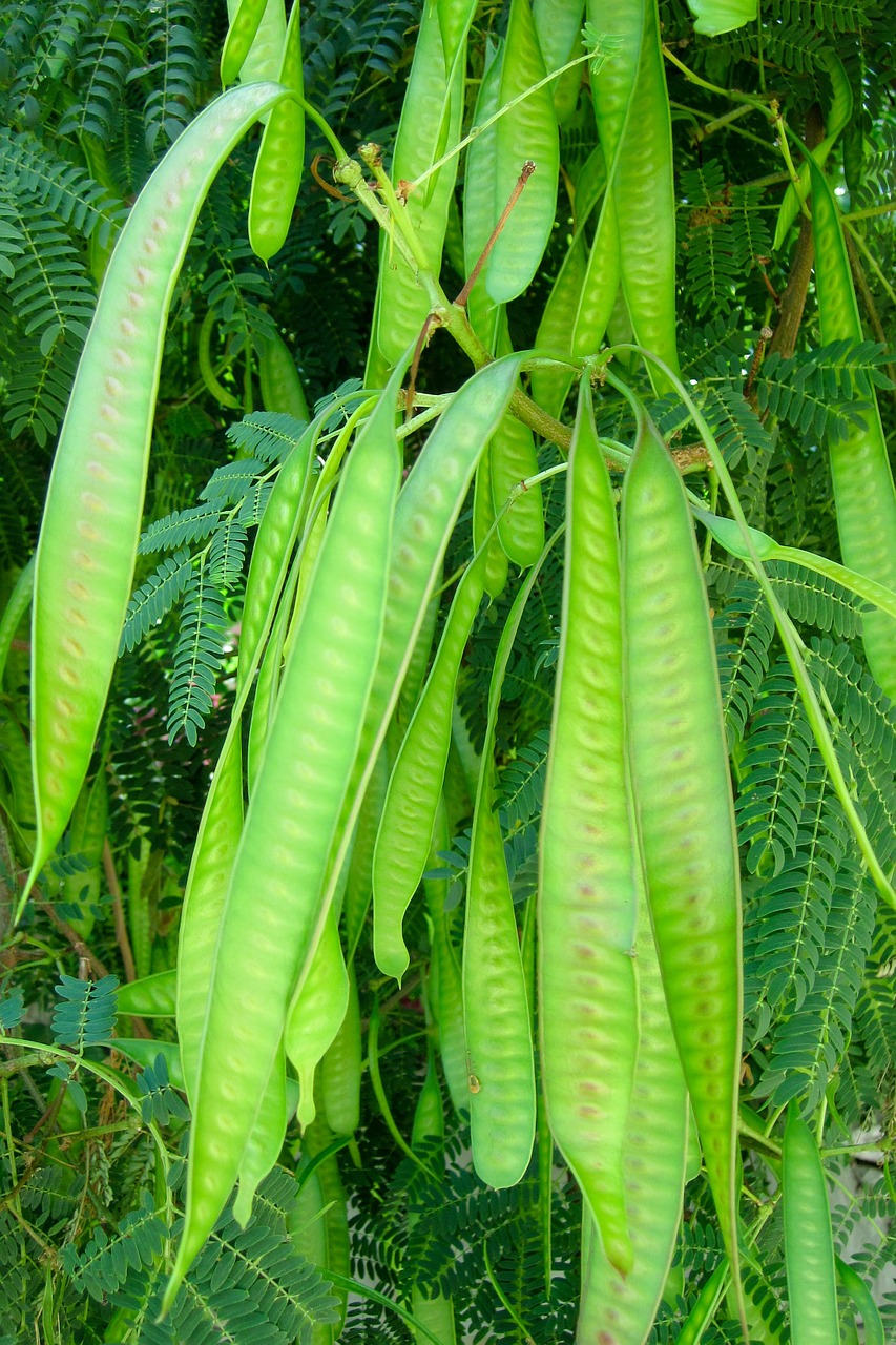 african acacia tree leaves