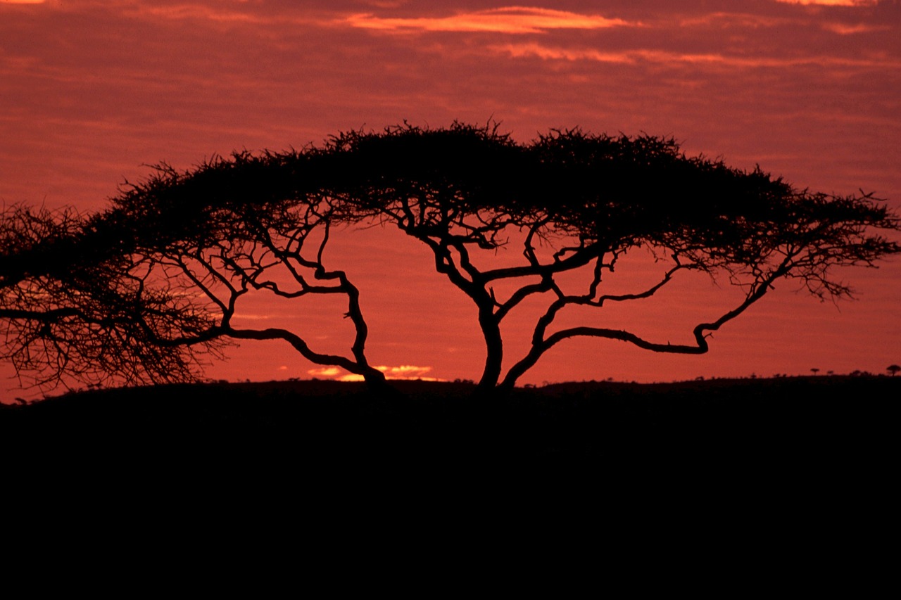 Silhouette of an acacia tree with a sunset as a backdrop.