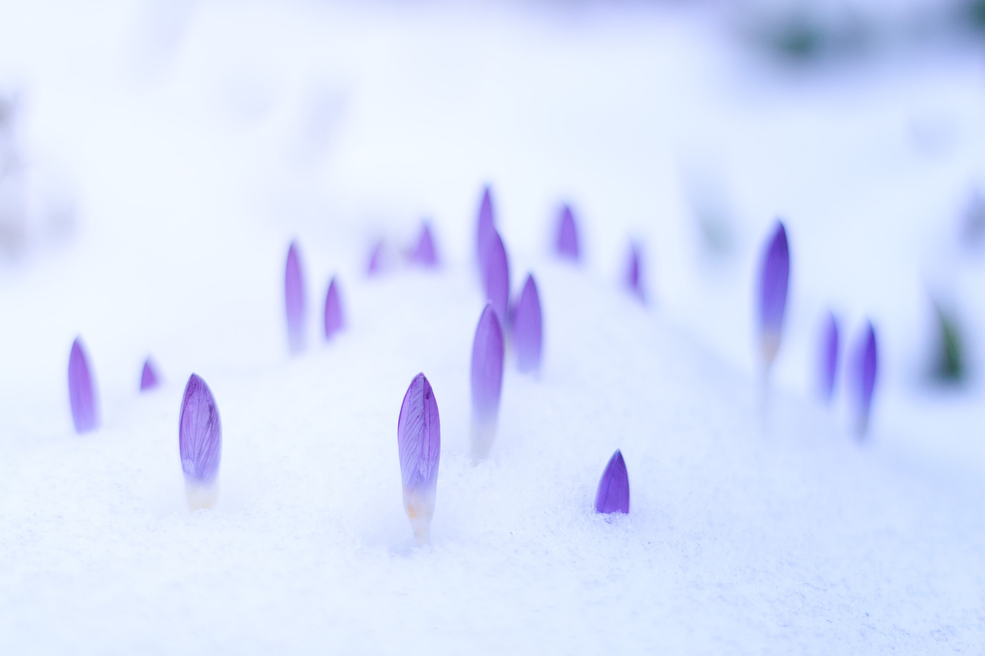winter snow crocus flowers