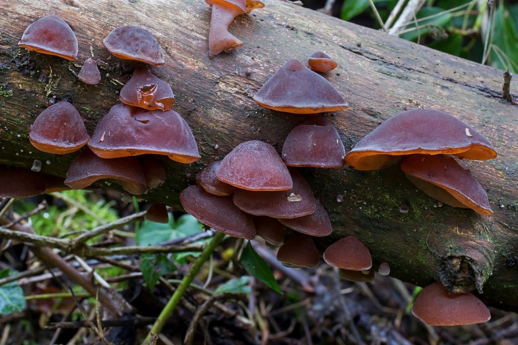 Guide To Identifying Tree Fungus and The 3 Most Common Types PlantSnap