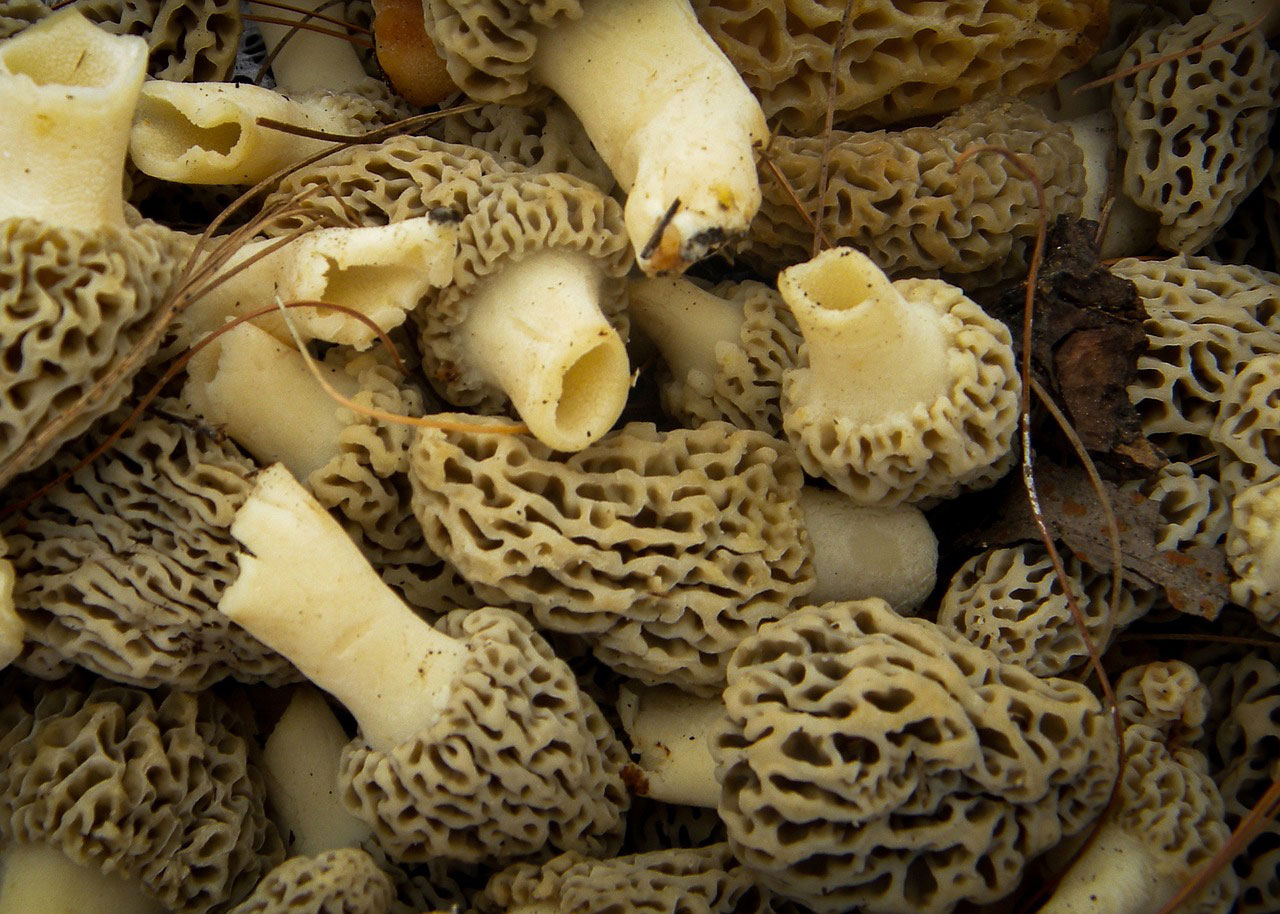 morel edible mushrooms