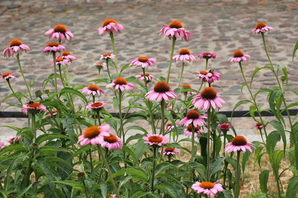 echinacea, medicinal herbs