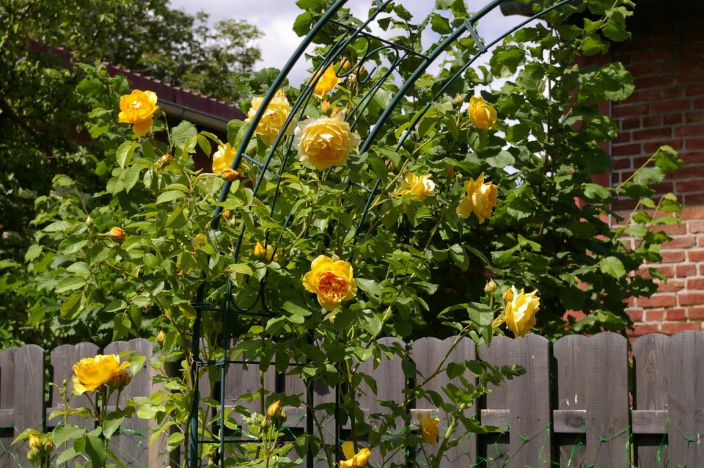 rose arch