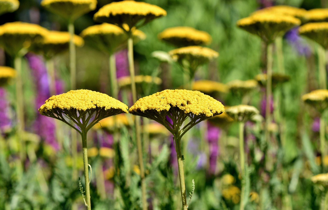 yarrow