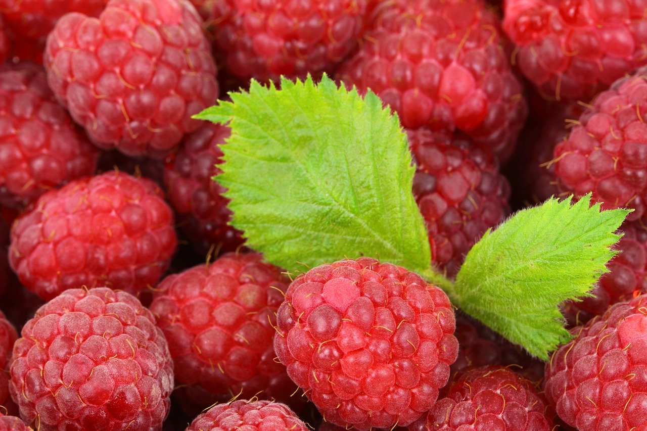 A Slightly Obsessive Guide To Raspberry Identification PlantSnap