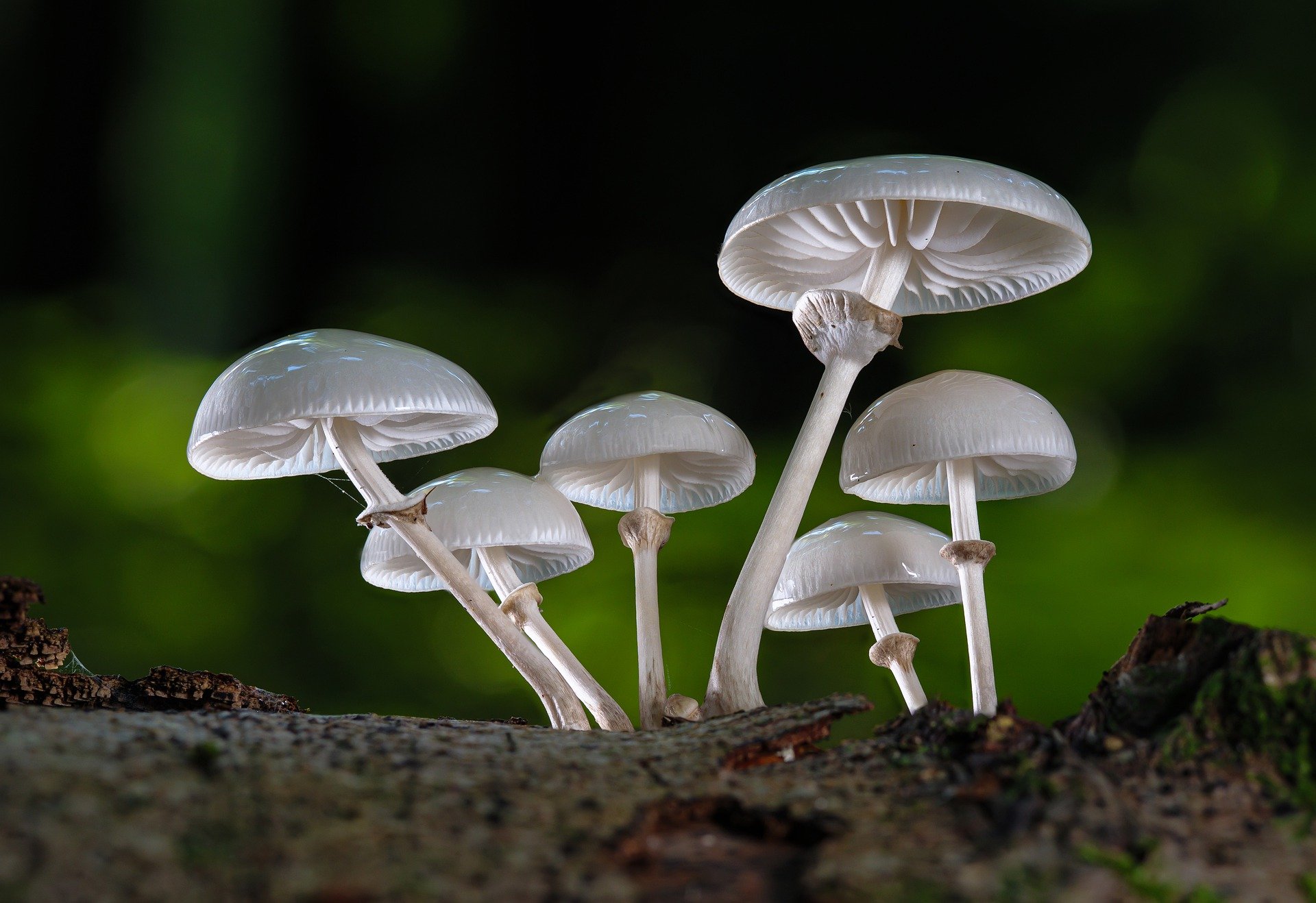 Understanding Fungi Characteristics Function PlantSnap