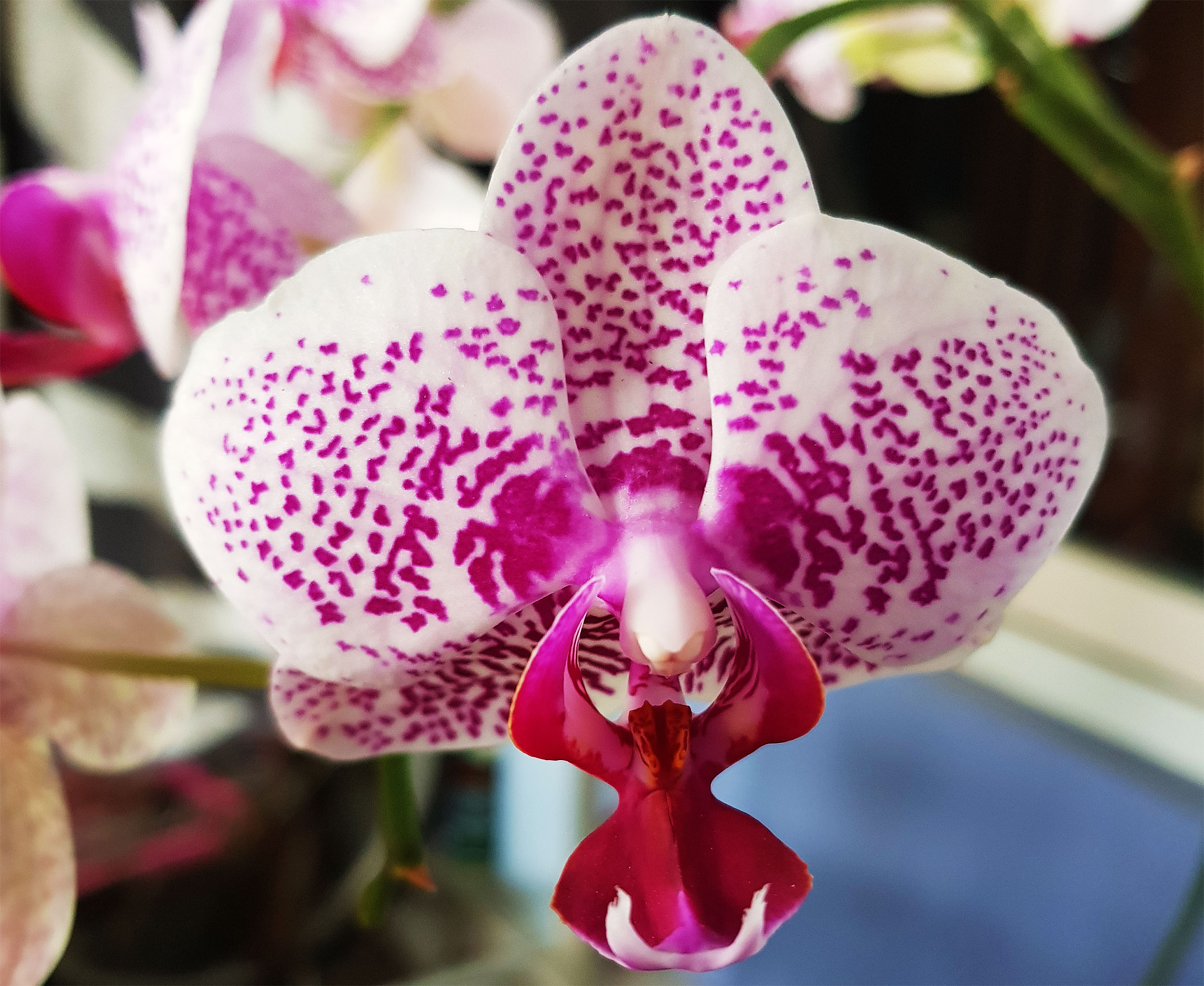 Orchidaceae Earths Most Beautiful Orchids Gallery 