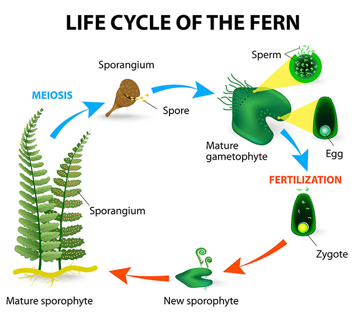 plant spore diagram