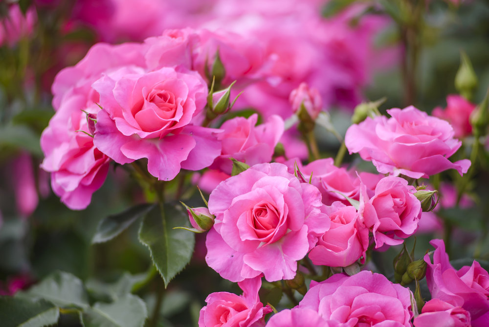 Different shapes and colors of roses.  Types of roses, Rose varieties,  Different color roses