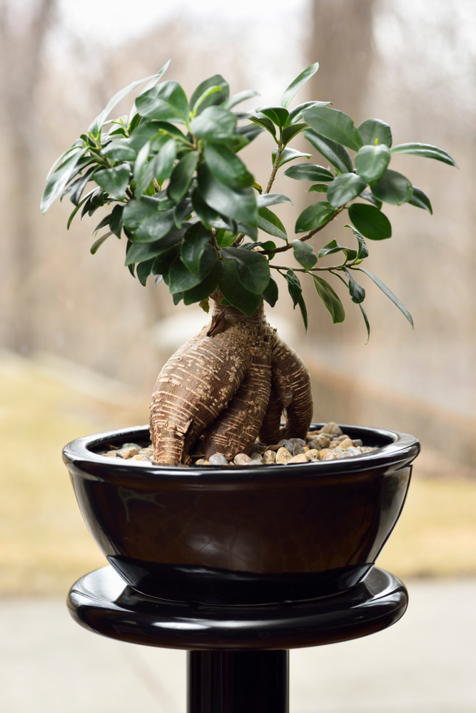How To Care For Your Money Tree Plant Full Care Guide Plantsnap