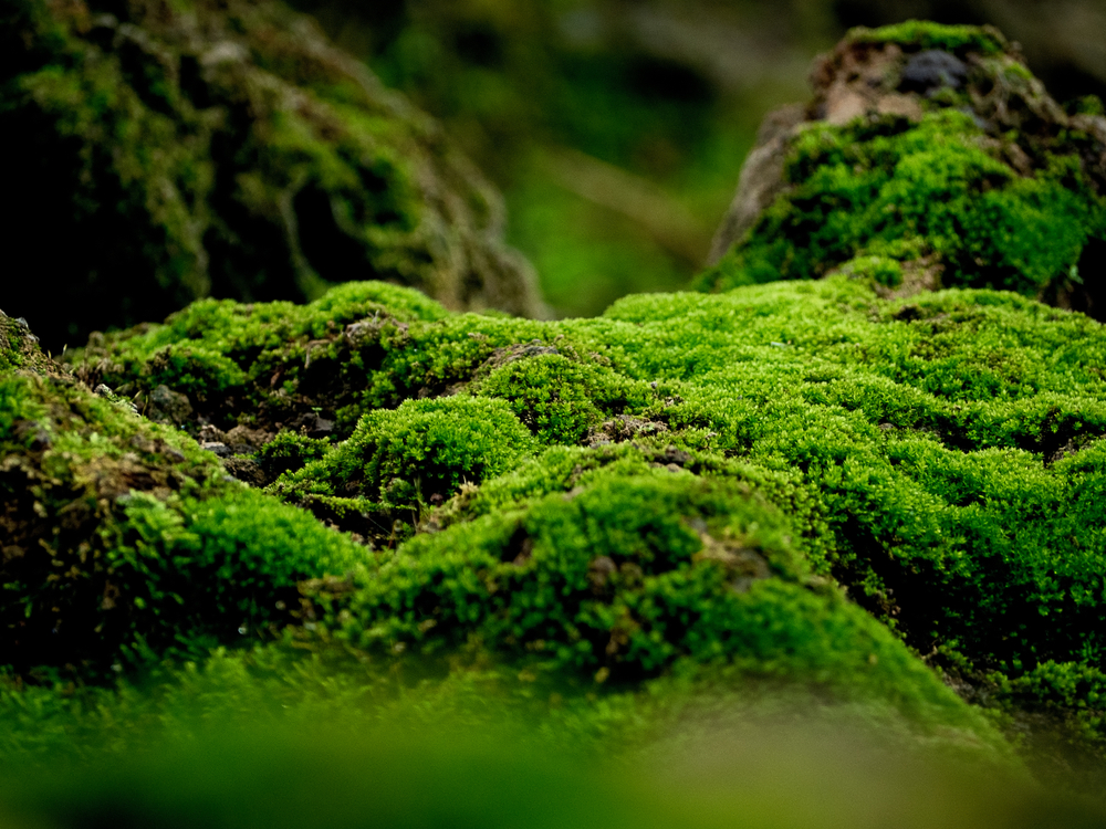 Carpet of green: Moss-covered garden creates a vivid landscape
