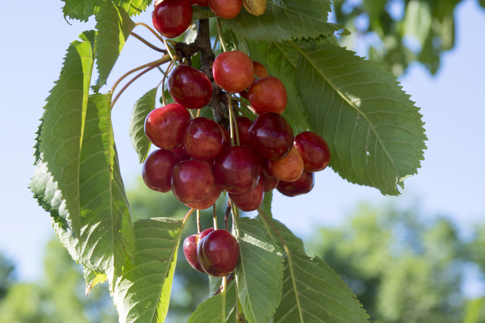 13 Different Types Of Cherry Trees With Pictures And Growing Guide Images