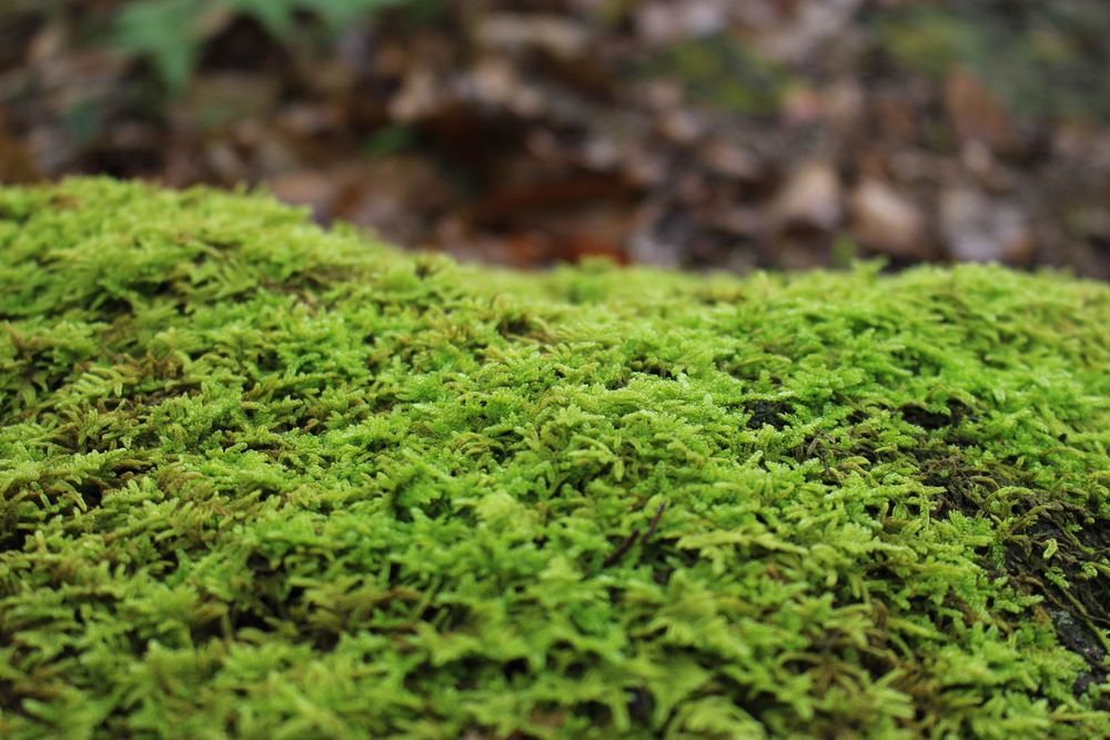 30+ Different Types of Moss (And Most Common Moss Species) - PlantSnap