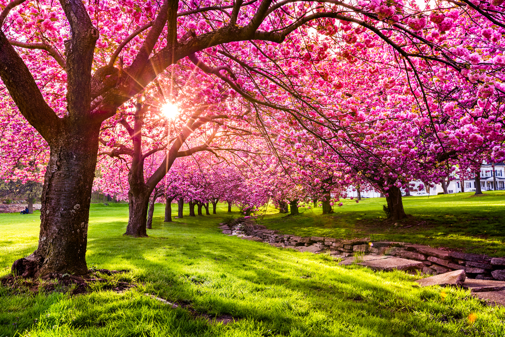 different kinds of cherry trees