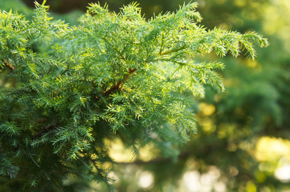 13 Different Types of Cedar Trees (All Cedar Tree Varieties