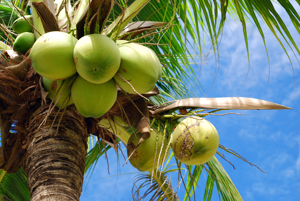 15 Different Types Of Coconuts Dwarf White And More PlantSnap