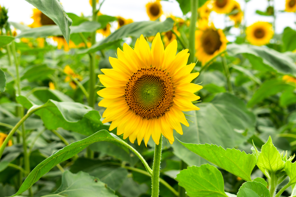 35 Different Types Of Sunflowers Sunflower Names Species And More 