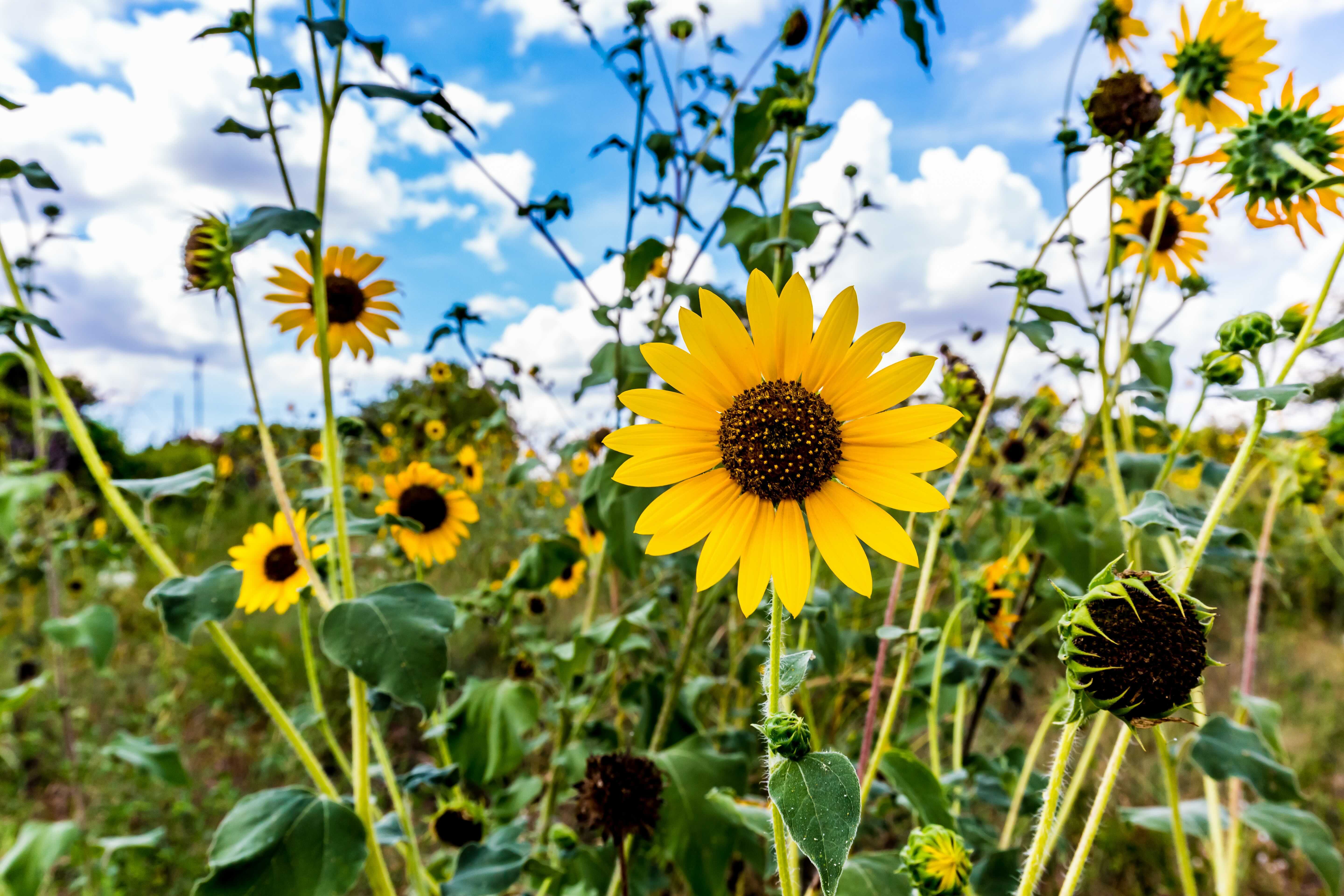 Official State Flowers Of The United States Photo Galleries 